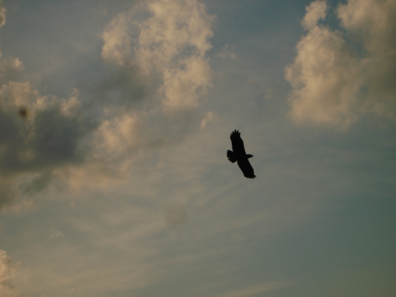 Brown Eagle (2008)